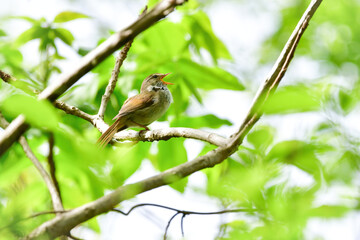 春の公園や雑木林で美しい声で囀る身近な野鳥ウグイス