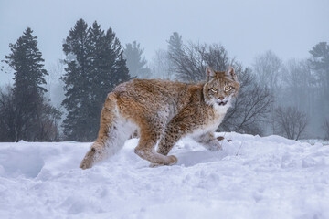 USA, Montana. Captive bobcat in snow.