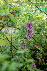 Purple Foxglove Flower