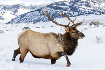 USA, Wyoming, Yellowstone National Park. Lone bull elk in snow