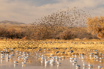 USA, New Mexico, Bosque Del Apache National Wildlife Refuge. Red-winged blackbird flock flying over...