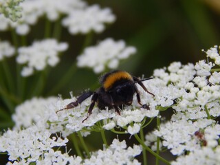 Bumblebee in white flowers. Macro photo