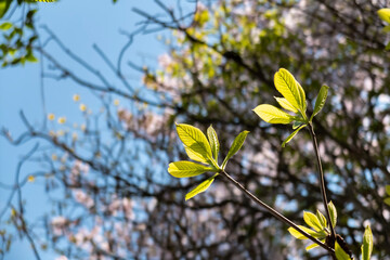 春の野山に輝く新芽　リョウブ