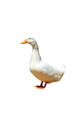 White Duck Isolated on Transparent Background PNG 