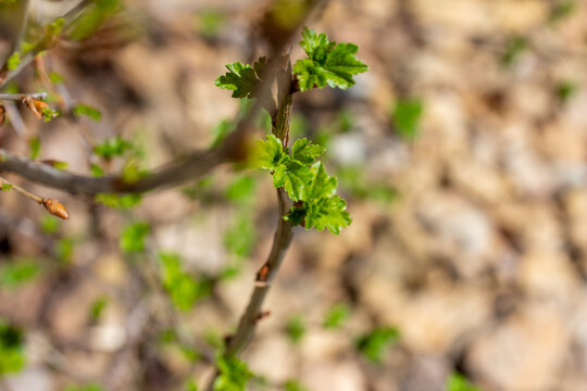 Macro defocused outdoor view of alpine currant (ribes alpinum) buds and young leaves sprouting in early spring