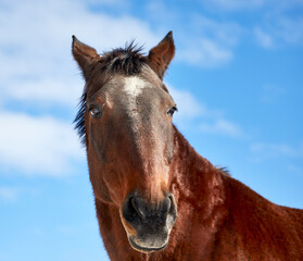 White Horse in the Snow