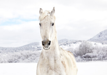 Obraz na płótnie Canvas White Horse in the Snow