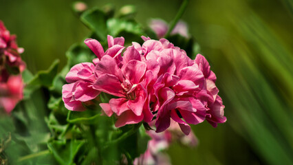 A beautiful flower creates a great combination of color and contrast with its environment. Pink hues and bright tones highlight the flower and its preponderance; green shades are on the background. 