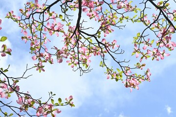 Flowering dogwood ( Cornus florida ) pink flowers.
Cornaceae deciduous flowering tree native to North America. Flowering season is from April to May.