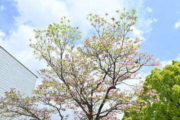 Flowering dogwood ( Cornus florida ) pink flowers.
Cornaceae deciduous flowering tree native to North America. Flowering season is from April to May.