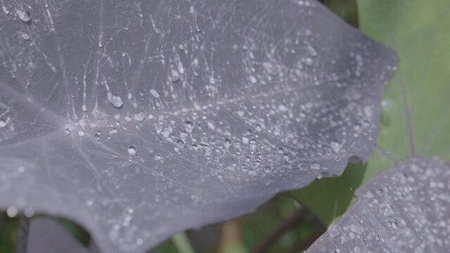 Raindrops on the black leaves of the caladium slow motion 4k.