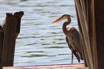 great blue heron on dock heron on pier 
