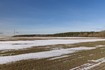 green winter wheat in the winter season
