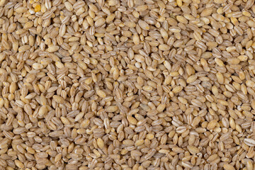 Cheap tasteless barley porridge close-up