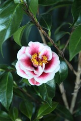 Camellia 