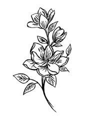A beautiful flower with a black outline on a white background