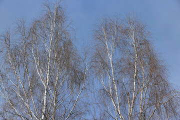 Birch tree branches in the park in spring sunny weather