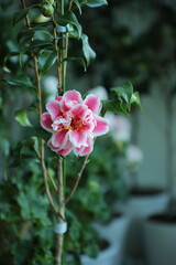 Camellia 'Tama bambino'