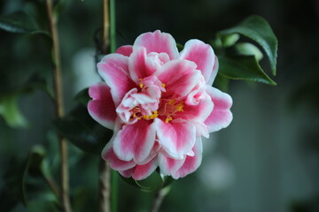 Obraz premium Camellia 'Tama bambino'