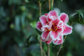 Fototapeta na wymiar Camellia 'Tama bambino'