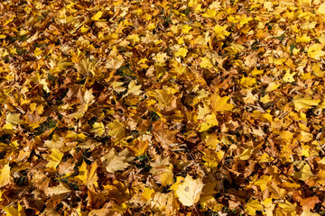 Orange maple foliage lies on the ground