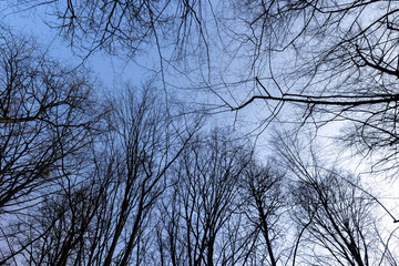 Bare trees in early spring in sunny clear weather