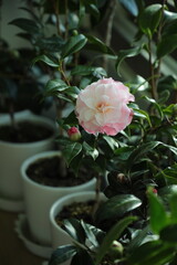 Camellia 'Buttons and bows'