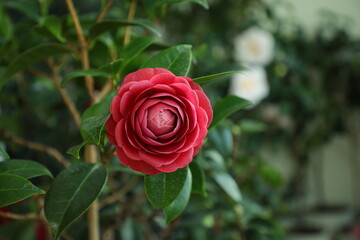 Camellia 'black rose'