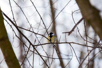 one tit in the winter season, a lonely bird