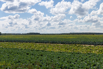 A field with a cabbage harvest in the summer season