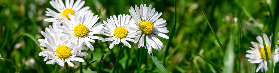 Fototapeta premium Closeup of small white English daisy’s growing in a lawn, a gardening nightmare 