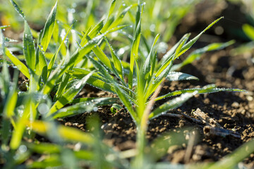 Winter wheat variety covered with dew drops