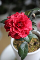 Camellia 'Red Leave Bella'