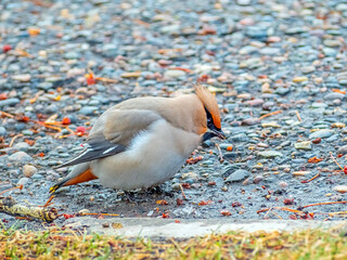 Waxwing is staying on a ground. Urban animals, city birds. Close-up