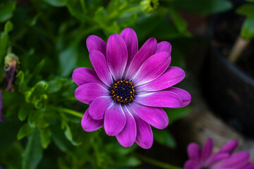Obraz premium purple flower