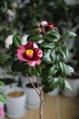 Black Camellia 