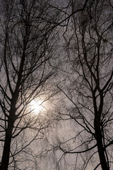 Branches of deciduous trees in the park in spring sunny weather