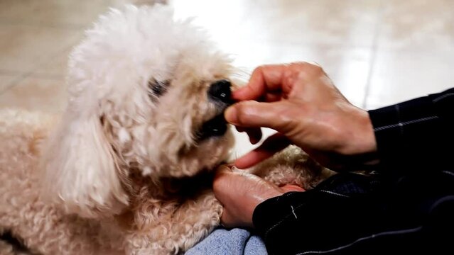 Closeup on hand feeding pet dog with chewable to protect and treat from heartworm disease