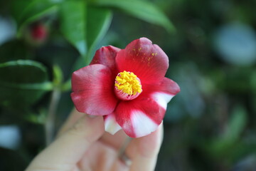 Camellia 'Atago'