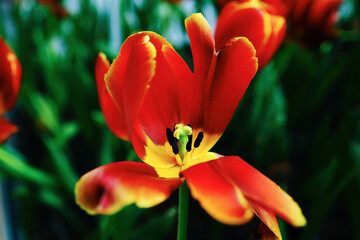 tulips bloom in the garden