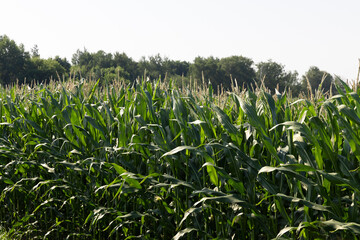Fototapeta premium Green corn illuminated by sunlight