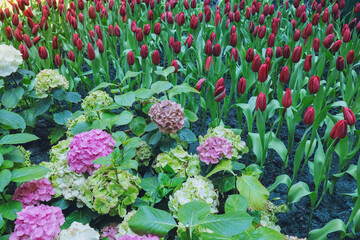 tulips and hydrangeas bloom in the garden