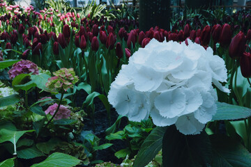 tulips and hydrangeas bloom in the garden