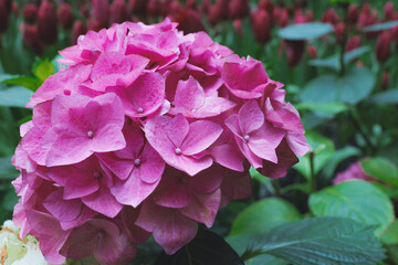tulips and hydrangeas bloom in the garden