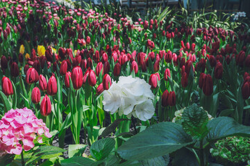 Colorful tulips and hydrangeas bloom in the garden