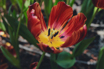 tulips bloom in the garden