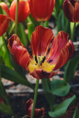 tulips bloom in the garden