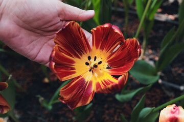 tulips bloom in the garden