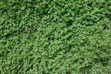 green fern plant wall growing in the garden