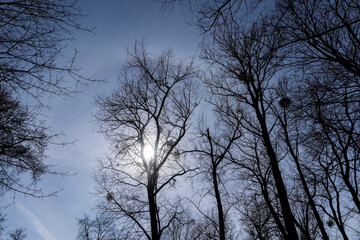 Branches of deciduous trees in the park in spring sunny weather